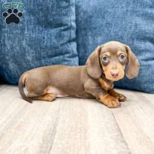 Holly, Dachshund Puppy