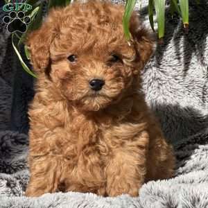 Lilly, Bichon Mix Puppy