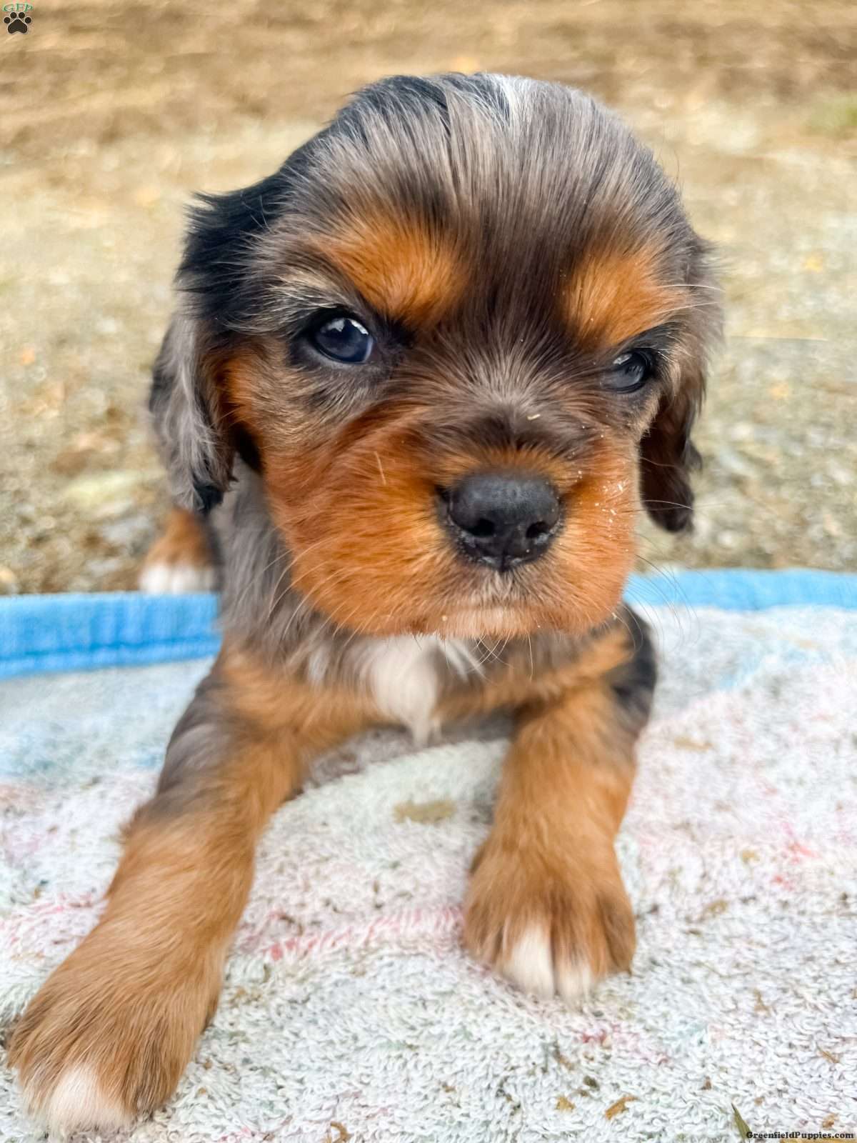 Boomer (Cavalier King Charles Spaniel, Male) in Oxford, PA