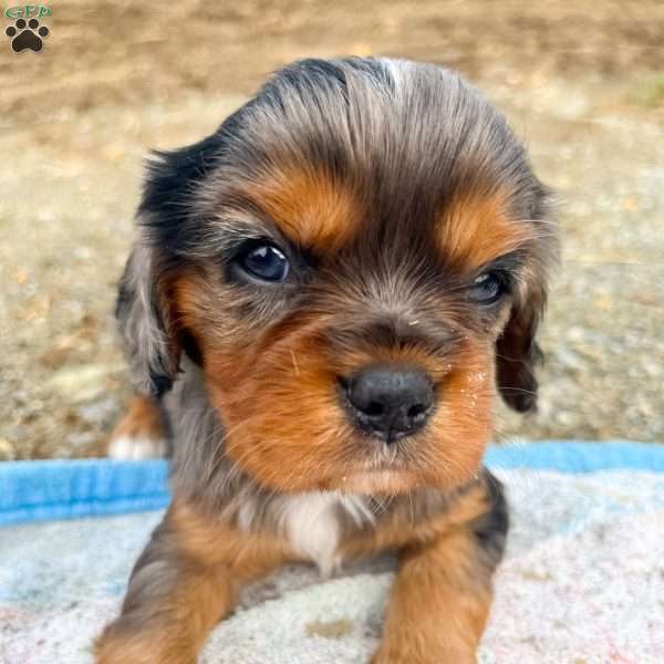 Boomer, Cavalier King Charles Spaniel Puppy