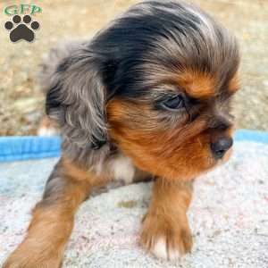 Boomer, Cavalier King Charles Spaniel Puppy
