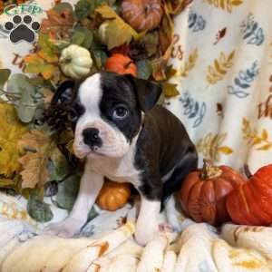 Ruger, Boston Terrier Puppy
