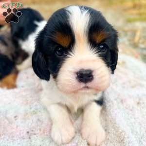 Cooper, Cavalier King Charles Spaniel Puppy