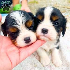 Cooper, Cavalier King Charles Spaniel Puppy