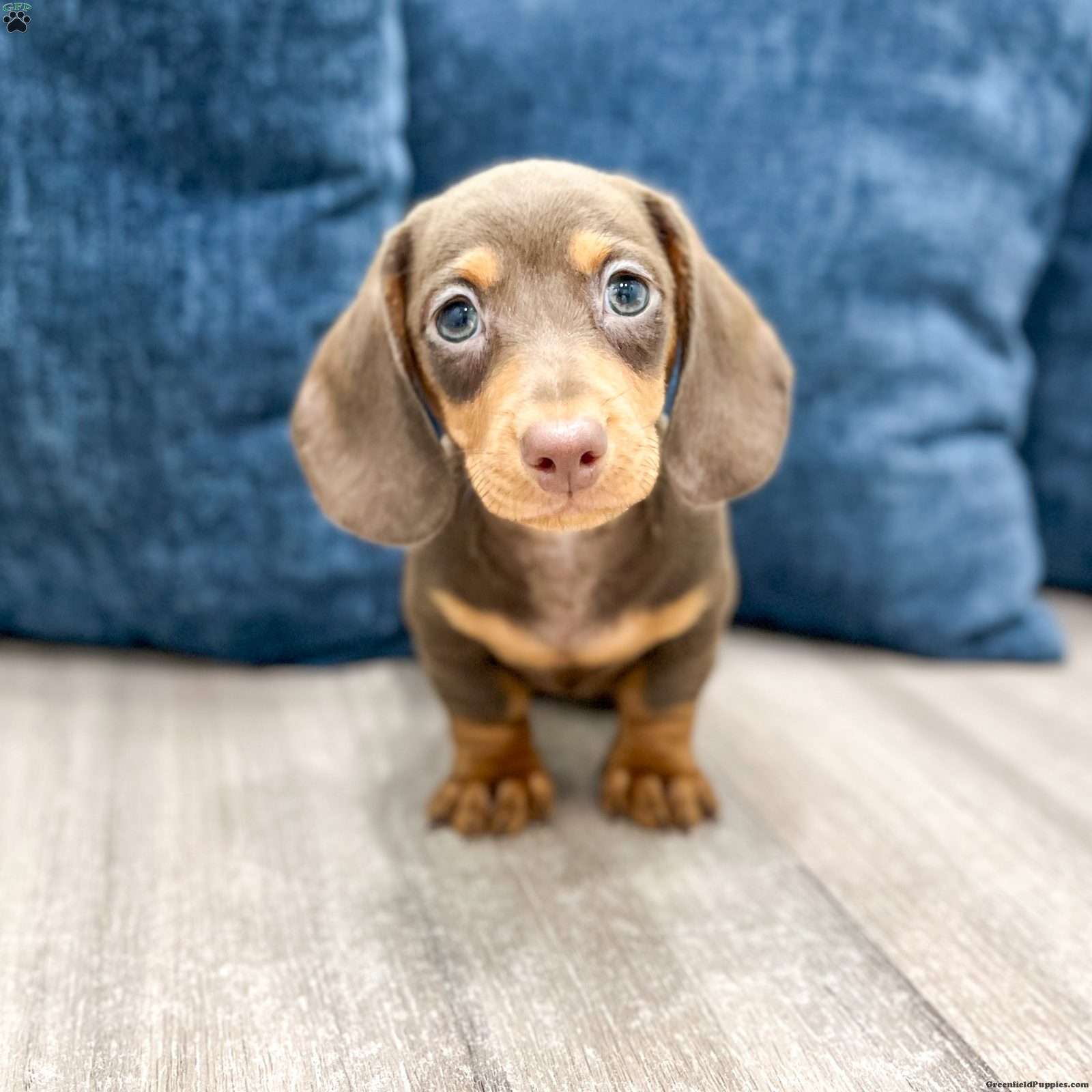 Holly (Dachshund, Female) in Millersburg, OH
