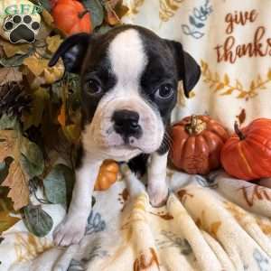 Ruger, Boston Terrier Puppy