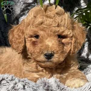 Landon, Bichon Mix Puppy