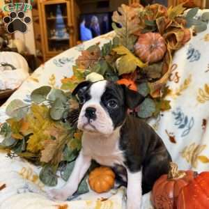 Ruger, Boston Terrier Puppy