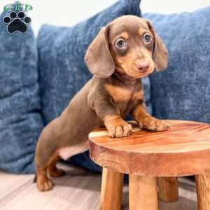 Holly, Dachshund Puppy