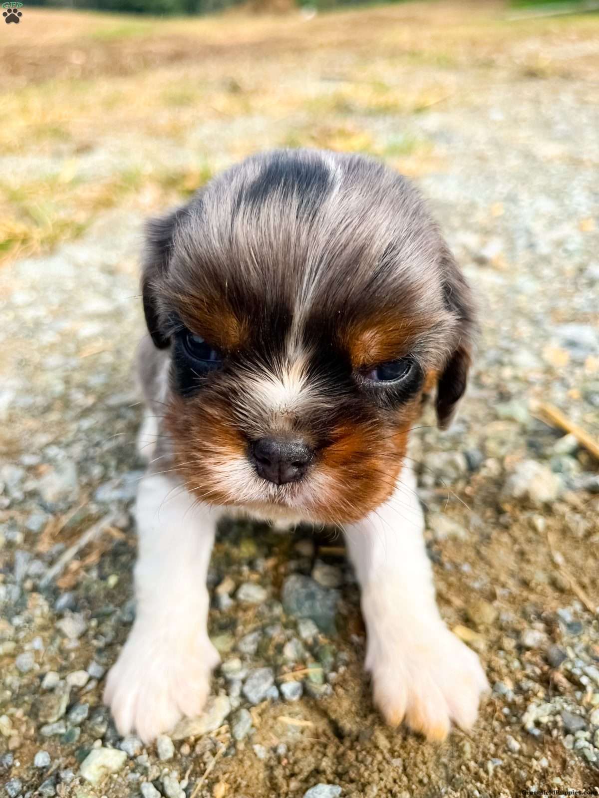 Oliver (Cavalier King Charles Spaniel, Male) in Oxford, PA