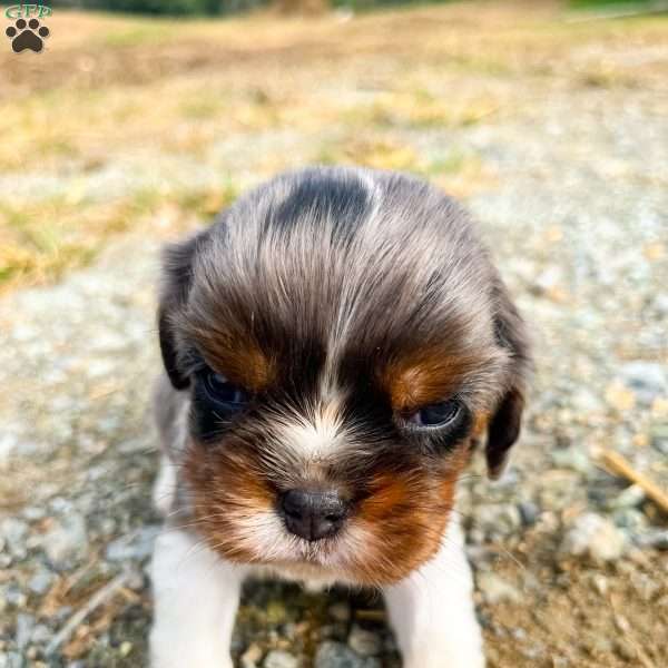 Oliver, Cavalier King Charles Spaniel Puppy