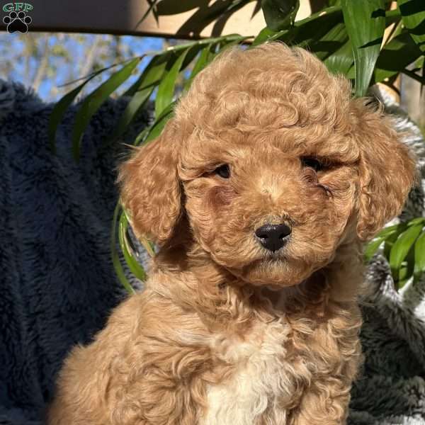 Landon, Bichon Mix Puppy