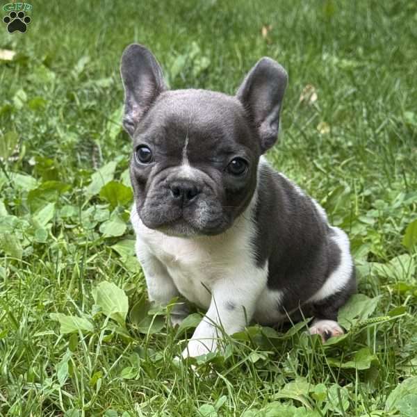 Georgie, French Bulldog Puppy