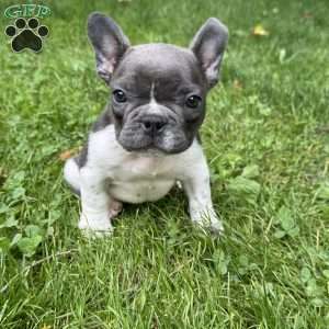 Georgie, French Bulldog Puppy