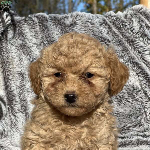 Luke, Bichon Mix Puppy