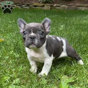Georgie, French Bulldog Puppy