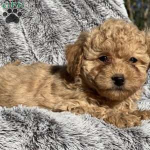 Luke, Bichon Mix Puppy
