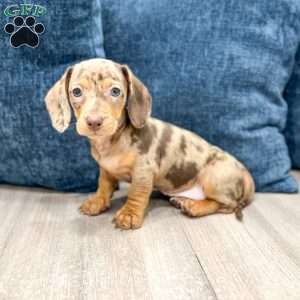 Misty, Dachshund Puppy