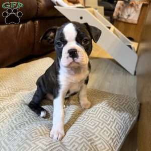 Ruger, Boston Terrier Puppy