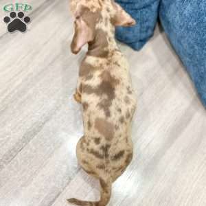 Misty, Dachshund Puppy