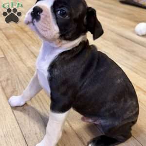 Ruger, Boston Terrier Puppy