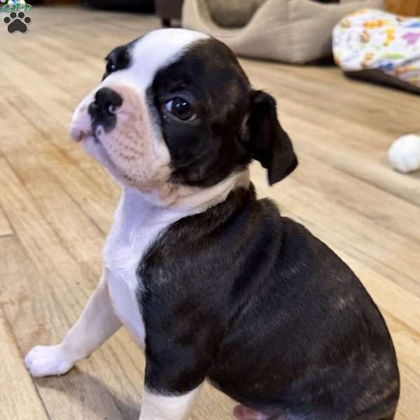 Braylee, Boston Terrier Puppy
