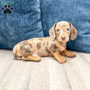 Misty, Dachshund Puppy