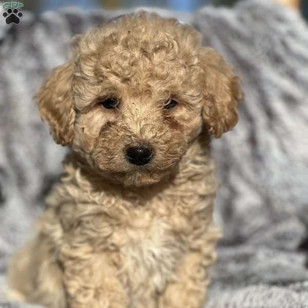 Lucky, Bichon Mix Puppy