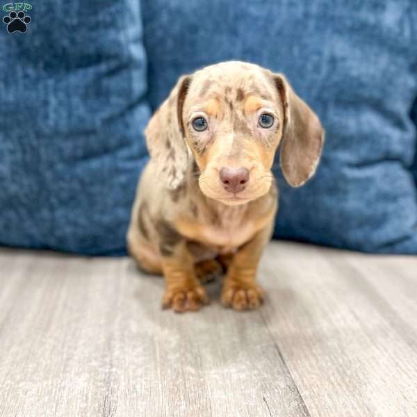 Misty, Dachshund Puppy