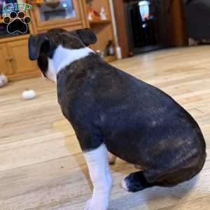 Ruger, Boston Terrier Puppy