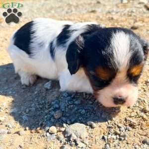Cooper, Cavalier King Charles Spaniel Puppy