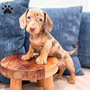 Misty, Dachshund Puppy