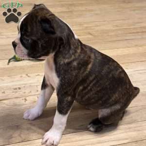 Rebel, Boston Terrier Puppy