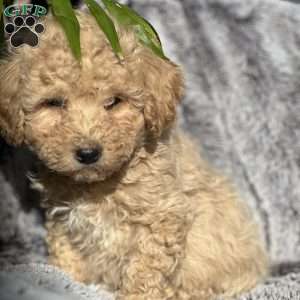 Lucky, Bichon Mix Puppy