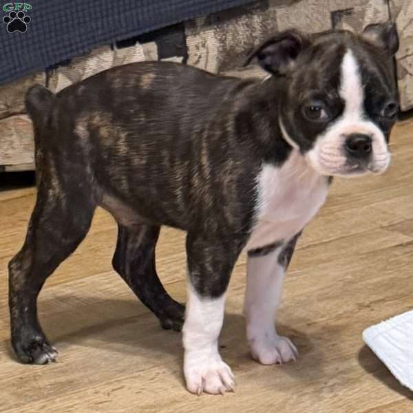 Rebel, Boston Terrier Puppy