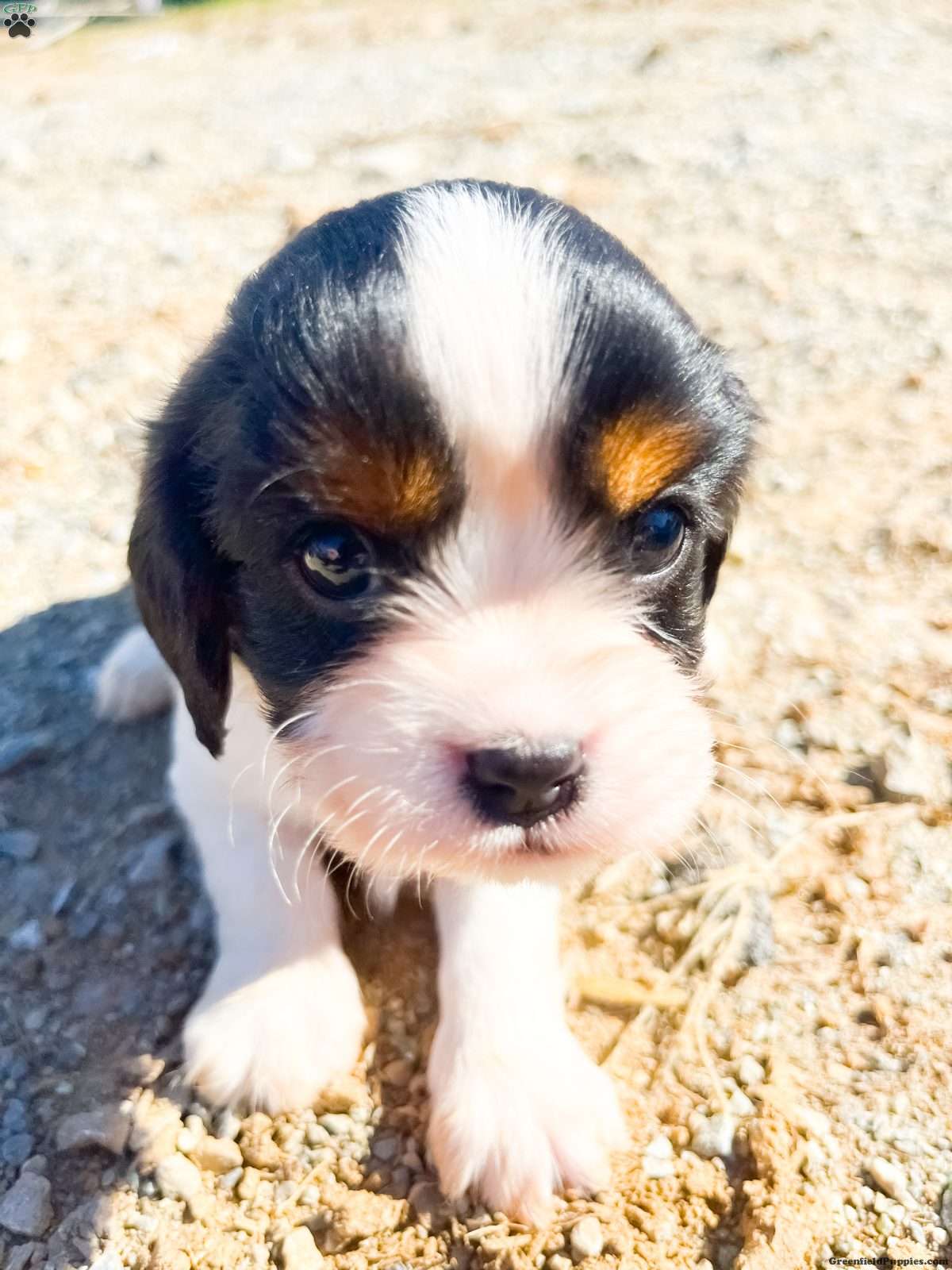 Cooper (Cavalier King Charles Spaniel, Male) in Oxford, PA