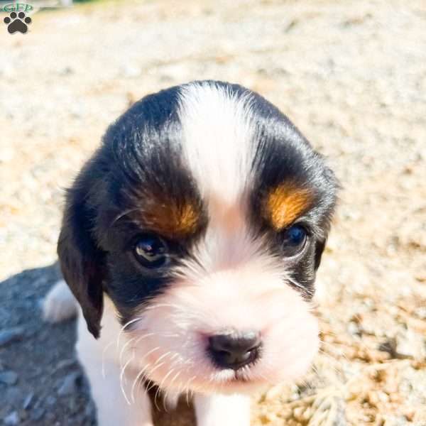 Cooper, Cavalier King Charles Spaniel Puppy