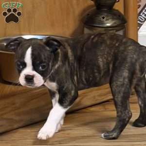 Rebel, Boston Terrier Puppy