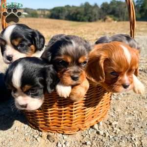 Oliver, Cavalier King Charles Spaniel Puppy