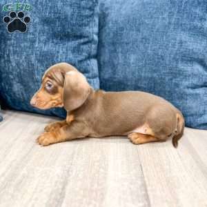 Duke, Dachshund Puppy