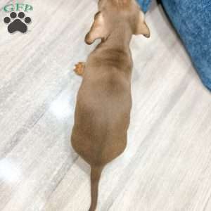 Duke, Dachshund Puppy