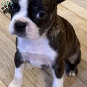 Rebel, Boston Terrier Puppy
