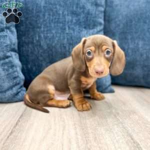 Duke, Dachshund Puppy