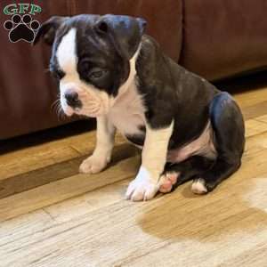 Ruger, Boston Terrier Puppy