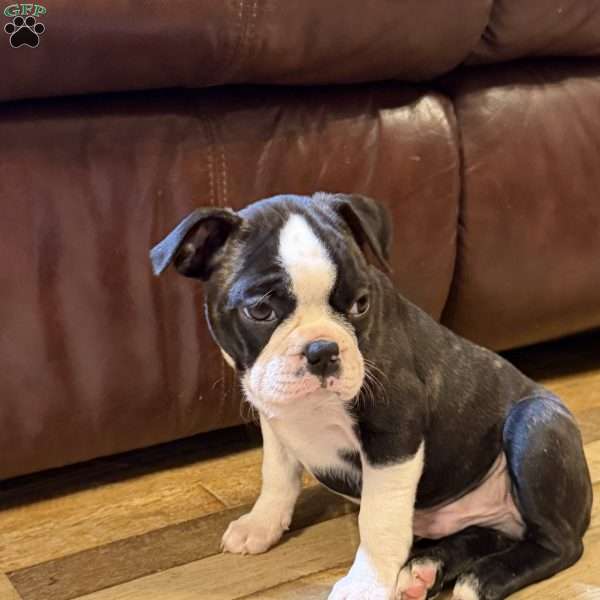 Ruger, Boston Terrier Puppy