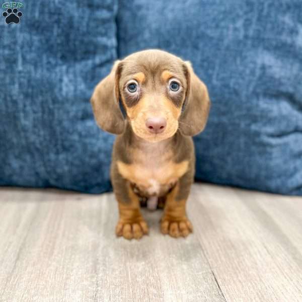 Duke, Dachshund Puppy
