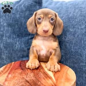 Duke, Dachshund Puppy
