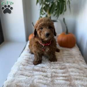 Amiri, Mini Goldendoodle Puppy