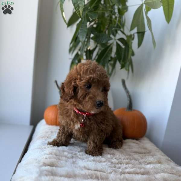 Amiri, Mini Goldendoodle Puppy