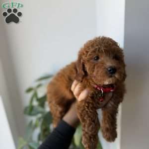 Amiri, Mini Goldendoodle Puppy